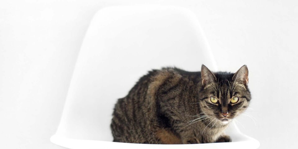 Cat on The Chair